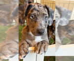 Small #1 Catahoula Leopard Dog Mix