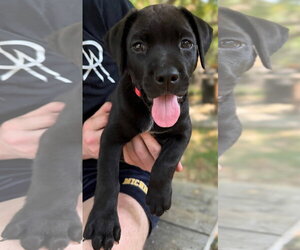 Labrador Retriever-Unknown Mix Dogs for adoption in Sanford, FL, USA