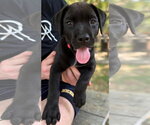 Small Labrador Retriever Mix