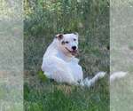 Small Labrador Retriever Mix