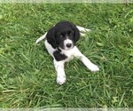Small Photo #1 STABYHOUN Puppy For Sale in CASSADAGA, NY, USA