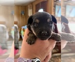 Small Photo #7 Miniature Schnauzzie Puppy For Sale in DELTA, CO, USA