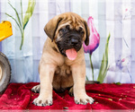 Puppy Max Mastiff
