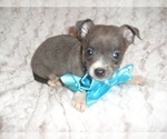 Small Photo #4 Chihuahua Puppy For Sale in JACKSON, MS, USA