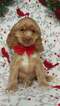 Small Photo #6 Cocker Spaniel Puppy For Sale in EDEN, PA, USA