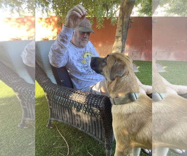 Medium Photo #13 Mastiff-Unknown Mix Puppy For Sale in Goodyear, AZ, USA