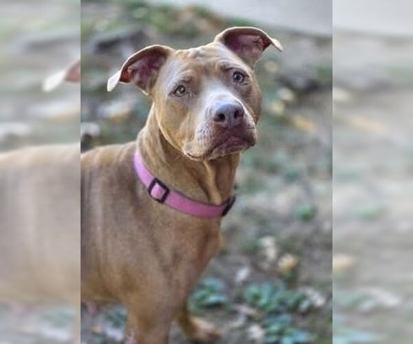 Medium Photo #1 American Pit Bull Terrier-Labrador Retriever Mix Puppy For Sale in Brewster, NY, USA