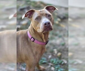 American Pit Bull Terrier-Labrador Retriever Mix Dogs for adoption in Brewster, NY, USA