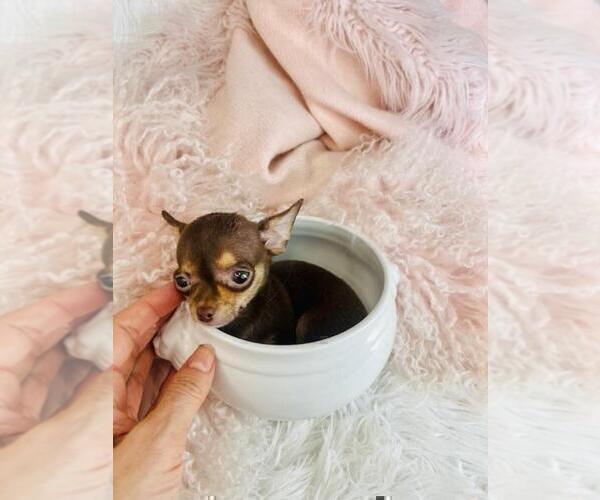 Medium Photo #2 Chihuahua Puppy For Sale in FORT LAUDERDALE, FL, USA