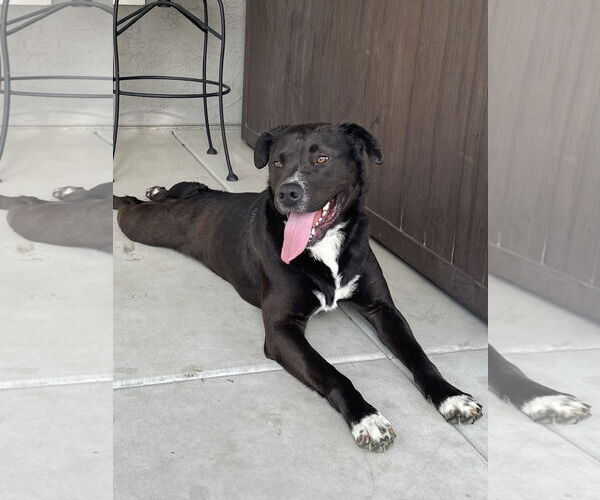 Medium Photo #6 Labrador Retriever-Unknown Mix Puppy For Sale in Oceanside, CA, USA