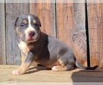 Small Photo #10 American Bully Puppy For Sale in PHOENIX, AZ, USA