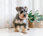 Small Photo #13 Schnauzer (Miniature) Puppy For Sale in SYRACUSE, IN, USA