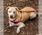 Small #29 Retriever  Mix