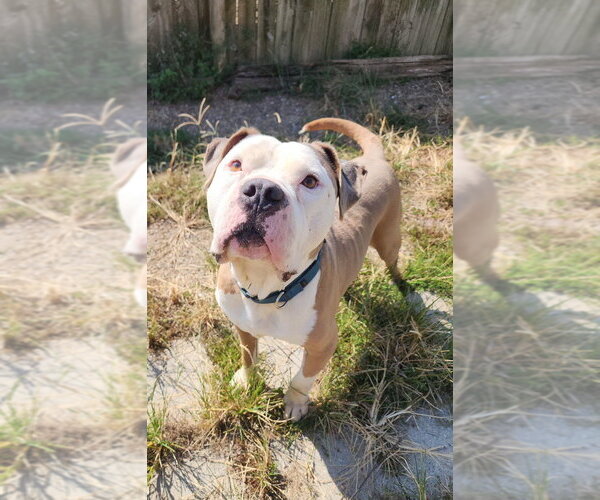 Medium Photo #5 American Pit Bull Terrier Puppy For Sale in Evansville, IN, USA
