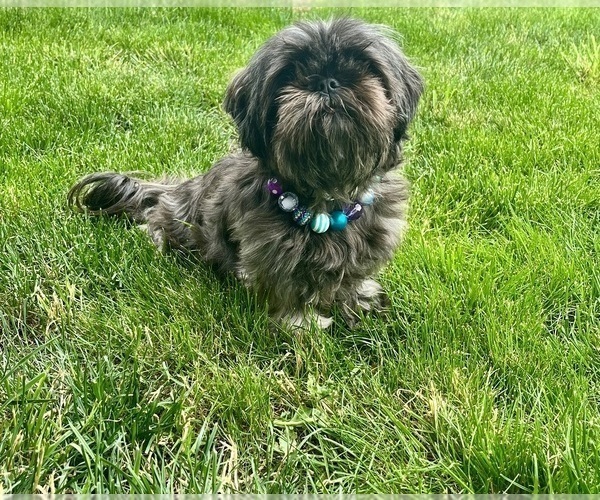 Medium Photo #1 Shih Tzu Puppy For Sale in VANCOUVER, WA, USA