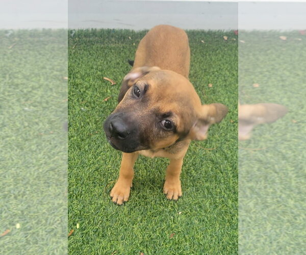 Medium Photo #6 Dachsador Puppy For Sale in Pompano Beach , FL, USA
