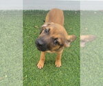 Small #5 Dachsador