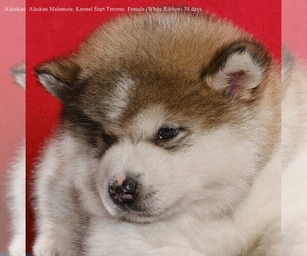 Medium Photo #4 Alaskan Malamute Puppy For Sale in Hrodna, Grodnenskaya, Belarus