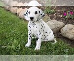 Puppy 1 Dalmatian