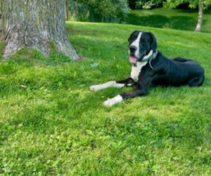 Father of the Great Dane puppies born on 12/25/2025