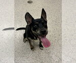 Small German Shepherd Dog Mix