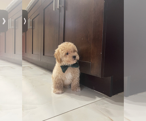 Poodle (Toy) Puppy for sale in TAMPA, FL, USA