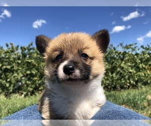 Pembroke Welsh Corgi Puppy for sale in ARTHUR, IL, USA