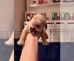 Litter of 6 - Male(s) and Female(s) Golden RetrieverLitter of Puppies for Sale - Photo #6
