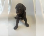 Small Photo #13 Goldendoodle (Miniature) Puppy For Sale in JENKS, OK, USA
