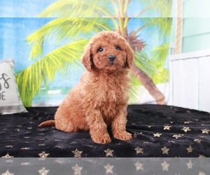 Goldendoodle (Miniature) Puppy for sale in ITASCA, TX, USA