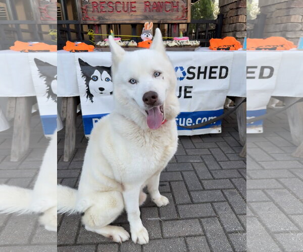 Medium Photo #2 Siberian Husky Puppy For Sale in Cumming, GA, USA