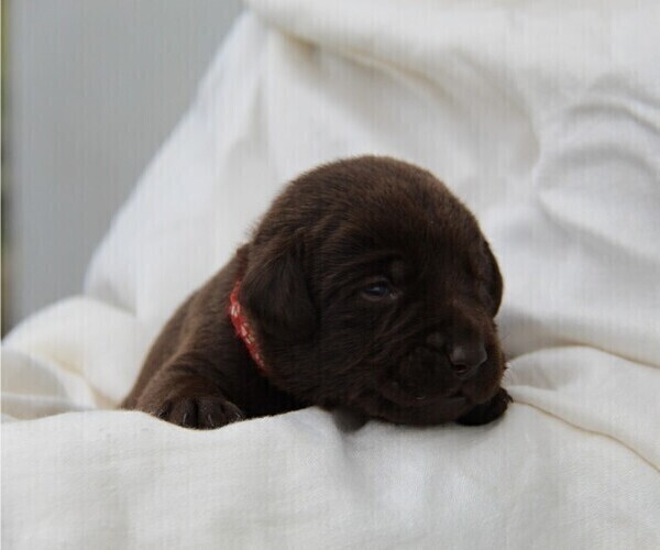 Medium Photo #1 Labrador Retriever Puppy For Sale in HYDE PARK, VT, USA