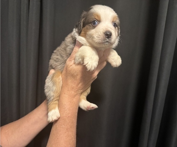 Medium Photo #1 Australian Shepherd Puppy For Sale in ORLANDO, FL, USA