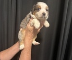 Puppy Phantom Australian Shepherd