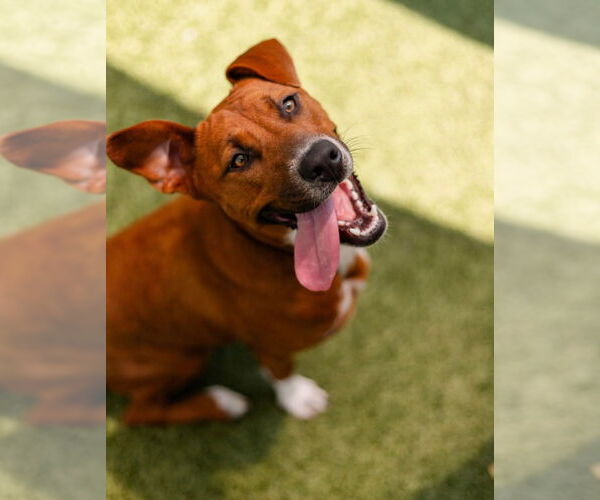 Medium Photo #2 Mutt Puppy For Sale in Canton, CT, USA