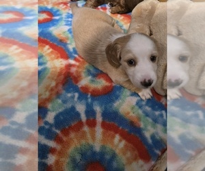 Dachshund Puppy for sale in MADISONVILLE, TN, USA