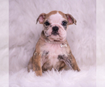 Puppy VERUSHKA AKC Bulldog