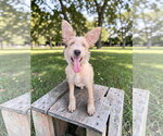 Small Photo #4 Texas Heeler-Unknown Mix Puppy For Sale in McKinney, TX, USA
