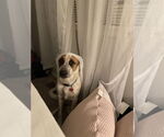 Small #4 Mutt