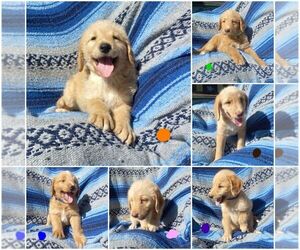 Labradoodle Puppy for sale in CASS CITY, MI, USA