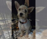 Small #1 Norwich Terrier Mix