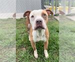 Small Staffordshire Bull Terrier