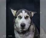 Small #6 Siberian Husky
