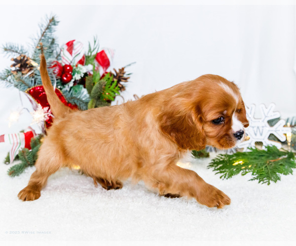 Medium Photo #37 Cavalier King Charles Spaniel Puppy For Sale in WAKARUSA, IN, USA