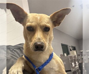 Chihuahua-Unknown Mix Dogs for adoption in Riverside, CA, USA