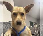 Small Chihuahua Mix