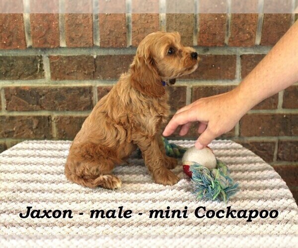 Medium Photo #2 Cockapoo Puppy For Sale in CLARKRANGE, TN, USA