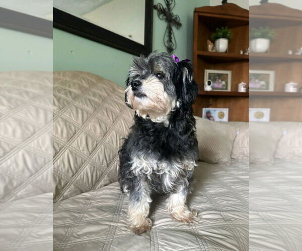 Medium Photo #2 Havanese-Unknown Mix Puppy For Sale in Escondido, CA, USA