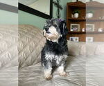 Small #1 Havanese Mix