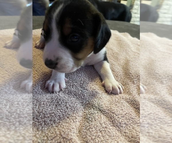 Medium Photo #11 Beagle Puppy For Sale in LAFAYETTE, IN, USA